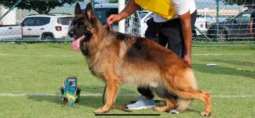 Nossos Cães
